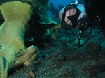 Giant Frogfish wirh Diver